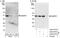 Na(+)/H(+) exchange regulatory cofactor NHE-RF1 antibody, A302-975A, Bethyl Labs, Immunoprecipitation image 