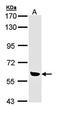 Oxidative Stress Responsive Kinase 1 antibody, orb73863, Biorbyt, Western Blot image 