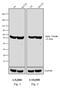 Rat IgG Fab'2 antibody, PA1-29634, Invitrogen Antibodies, Western Blot image 