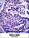 ADP Ribosylation Factor Like GTPase 8A antibody, 57-056, ProSci, Immunohistochemistry frozen image 
