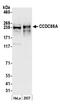Coiled-Coil Domain Containing 88A antibody, A303-102A, Bethyl Labs, Western Blot image 
