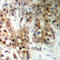 Cancer Antigen 1 antibody, LS-C368561, Lifespan Biosciences, Immunohistochemistry frozen image 