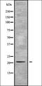 Sialomucin core protein 24 antibody, orb338585, Biorbyt, Western Blot image 