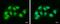 Damage Specific DNA Binding Protein 1 antibody, PA5-27113, Invitrogen Antibodies, Immunofluorescence image 
