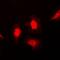 Neuropilin 1 antibody, orb214834, Biorbyt, Immunofluorescence image 