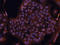 Zinc finger protein 42 antibody, BAF3598, R&D Systems, Immunohistochemistry frozen image 