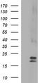 Claudin 6 antibody, TA507011BM, Origene, Western Blot image 