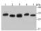 Proteasome Subunit Alpha 1 antibody, NBP2-75628, Novus Biologicals, Western Blot image 