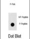 Zinc Finger And BTB Domain Containing 16 antibody, abx032036, Abbexa, Dot Blot image 