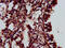 ELMO Domain Containing 3 antibody, CSB-PA842670LA01HU, Cusabio, Immunohistochemistry frozen image 