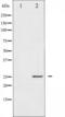eIF4E antibody, TA325447, Origene, Western Blot image 