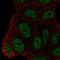 BEN Domain Containing 3 antibody, HPA062067, Atlas Antibodies, Immunocytochemistry image 