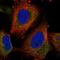 Uncharacterized protein C1orf222 antibody, NBP1-90921, Novus Biologicals, Immunofluorescence image 