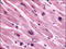 Muscarinic acetylcholine receptor M3 antibody, AP06823PU-N, Origene, Immunohistochemistry frozen image 