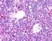 Autoimmune Regulator antibody, NB100-40799, Novus Biologicals, Immunohistochemistry frozen image 