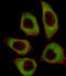 Cysteine And Serine Rich Nuclear Protein 2 antibody, LS-C167095, Lifespan Biosciences, Immunofluorescence image 