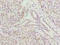 COX assembly mitochondrial protein homolog antibody, A62306-100, Epigentek, Immunohistochemistry paraffin image 