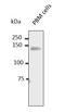 Platelet And Endothelial Cell Adhesion Molecule 1 antibody, orb334956, Biorbyt, Western Blot image 