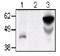 TNF Receptor Superfamily Member 4 antibody, NB100-64375, Novus Biologicals, Immunoprecipitation image 