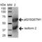 Sequestosome 1 antibody, SPC-637D-A655, StressMarq, Western Blot image 