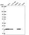 Transmembrane Protein 230 antibody, NBP2-55803, Novus Biologicals, Western Blot image 
