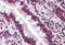 Ceramide Synthase 6 antibody, MBS242665, MyBioSource, Immunohistochemistry frozen image 