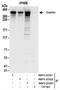 Golgin subfamily B member 1 antibody, NBP2-22323, Novus Biologicals, Immunoprecipitation image 