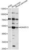KIAA0513 antibody, LS-C749640, Lifespan Biosciences, Western Blot image 