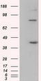 DExD-Box Helicase 39B antibody, TA501186, Origene, Western Blot image 