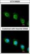 Ubiquitin carboxyl-terminal hydrolase 47 antibody, GTX106253, GeneTex, Immunofluorescence image 