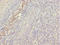 Mesenchyme Homeobox 1 antibody, LS-C676034, Lifespan Biosciences, Immunohistochemistry paraffin image 