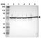 ATP Synthase F1 Subunit Beta antibody, NBP1-90816, Novus Biologicals, Immunohistochemistry frozen image 