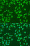 NEDD4 Like E3 Ubiquitin Protein Ligase antibody, 23-389, ProSci, Immunofluorescence image 