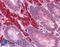 Forkhead Box O4 antibody, LS-B5285, Lifespan Biosciences, Immunohistochemistry paraffin image 