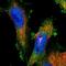 Fibrillin 1 antibody, HPA021057, Atlas Antibodies, Immunofluorescence image 