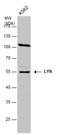 LYN Proto-Oncogene, Src Family Tyrosine Kinase antibody, GTX111543, GeneTex, Western Blot image 