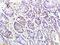 CD163 antibody, orb182468, Biorbyt, Immunohistochemistry paraffin image 