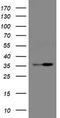 Replication Factor C Subunit 2 antibody, CF505002, Origene, Western Blot image 