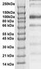 Signal Transducer And Activator Of Transcription 6 antibody, TA354960, Origene, Western Blot image 