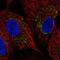 Zinc Finger DHHC-Type Containing 11 antibody, NBP2-56597, Novus Biologicals, Immunofluorescence image 