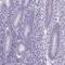 ELAV Like RNA Binding Protein 2 antibody, HPA063001, Atlas Antibodies, Immunohistochemistry paraffin image 