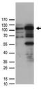 Helicase Like Transcription Factor antibody, TA890055, Origene, Western Blot image 