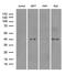 DnaJ Heat Shock Protein Family (Hsp40) Member B5 antibody, LS-C799744, Lifespan Biosciences, Western Blot image 