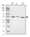Small RNA Binding Exonuclease Protection Factor La antibody, A00705-1, Boster Biological Technology, Western Blot image 