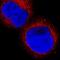 Hematopoietic Prostaglandin D Synthase antibody, MAB6487, R&D Systems, Immunocytochemistry image 