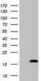 BTG Anti-Proliferation Factor 2 antibody, TA808152, Origene, Western Blot image 