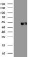 Programmed Cell Death 1 antibody, CF807988, Origene, Western Blot image 