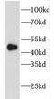 Filamin Binding LIM Protein 1 antibody, FNab03028, FineTest, Western Blot image 