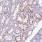 Coiled-coil domain-containing protein 106 antibody, HPA041925, Atlas Antibodies, Immunohistochemistry paraffin image 
