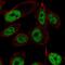 Zinc Finger Protein 473 antibody, PA5-67285, Invitrogen Antibodies, Immunofluorescence image 